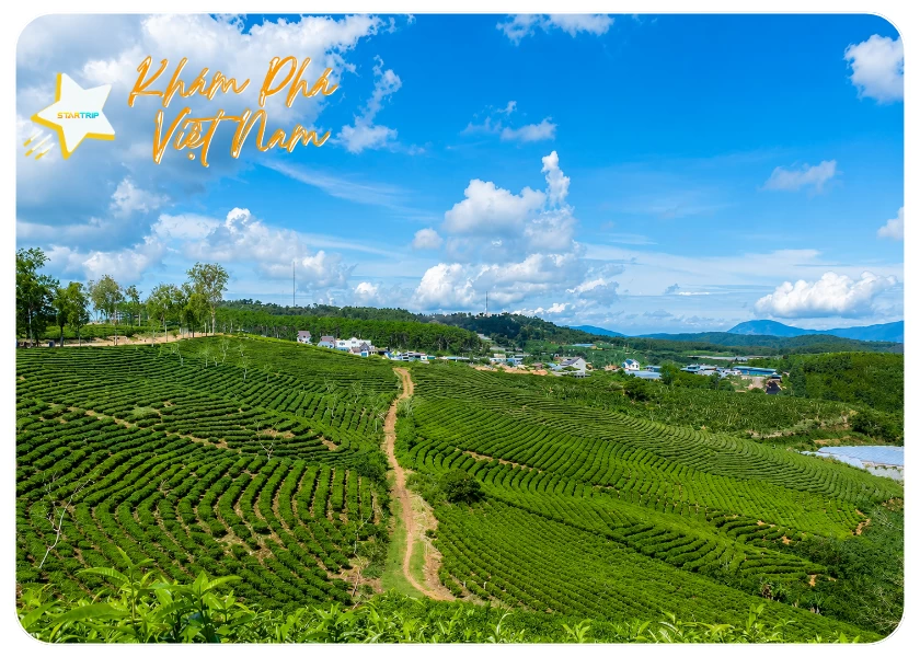 Tour Đà Lạt - Săn Mây 3 Ngày 3 Đêm