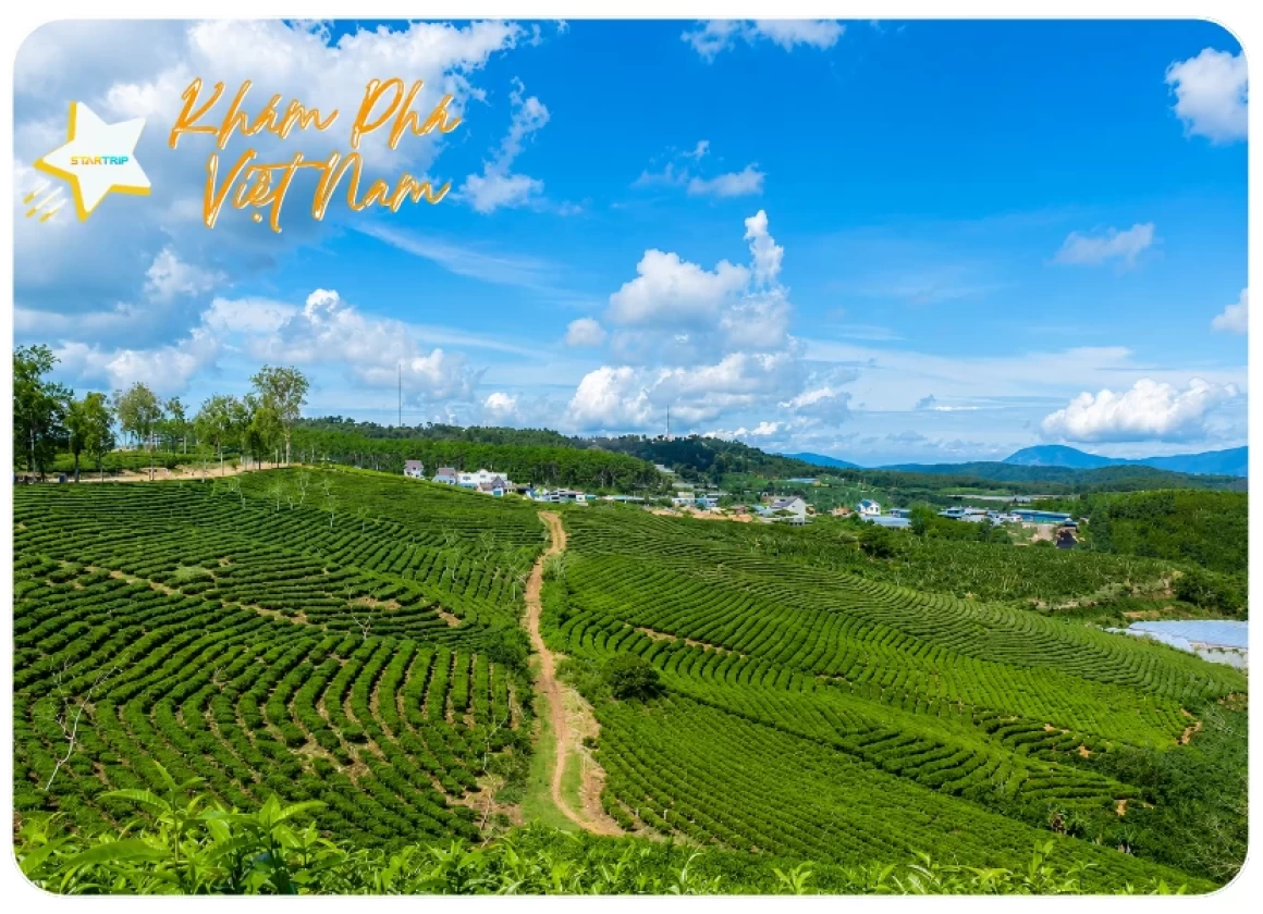 Tour Đà Lạt - Săn Mây 3 Ngày 3 Đêm