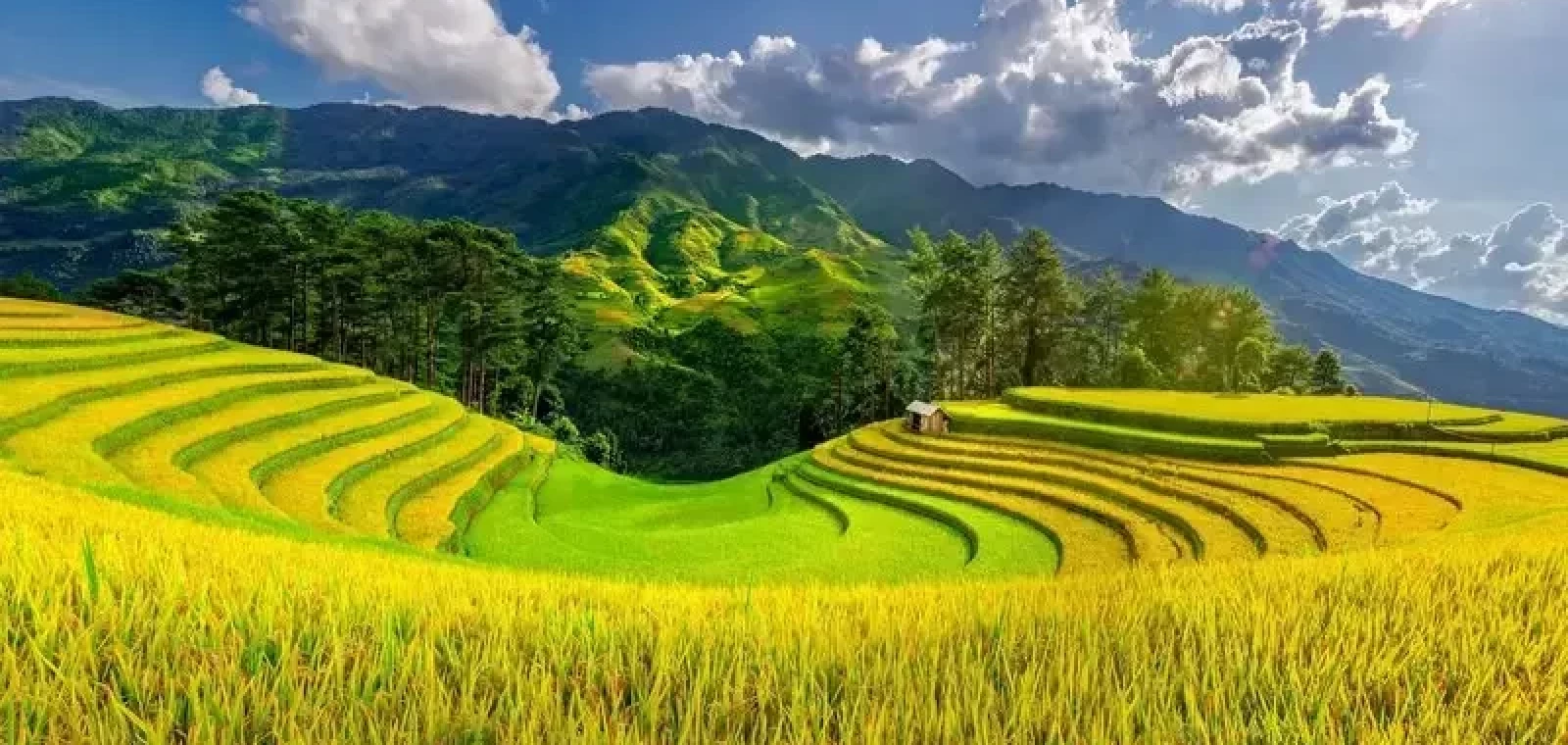Chùm Tour Mùa Vàng Tây Bắc