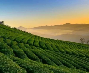 Tour Đà Lạt - Săn Mây 3 Ngày 3 Đêm
