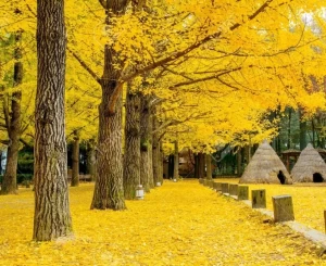 Tour Busan - Seoul