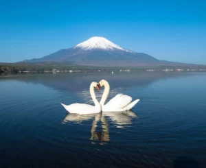 Private Tour Cung Đường Vàng Tokyo – Fuji – Nagoya –  Kyoto – Osaka